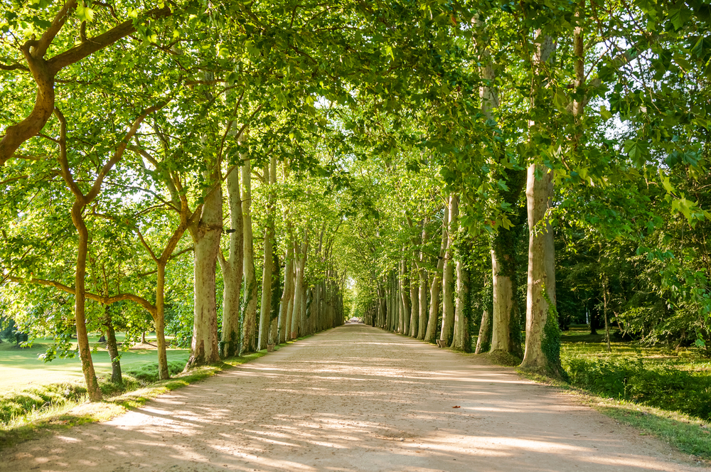 arbres milieux urbains